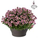 Bild von Hp30 Scaevola Pink